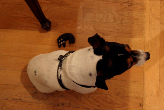 A small black-and-white dog sits on a wooden floor, wearing a harness, with a small toy nearby